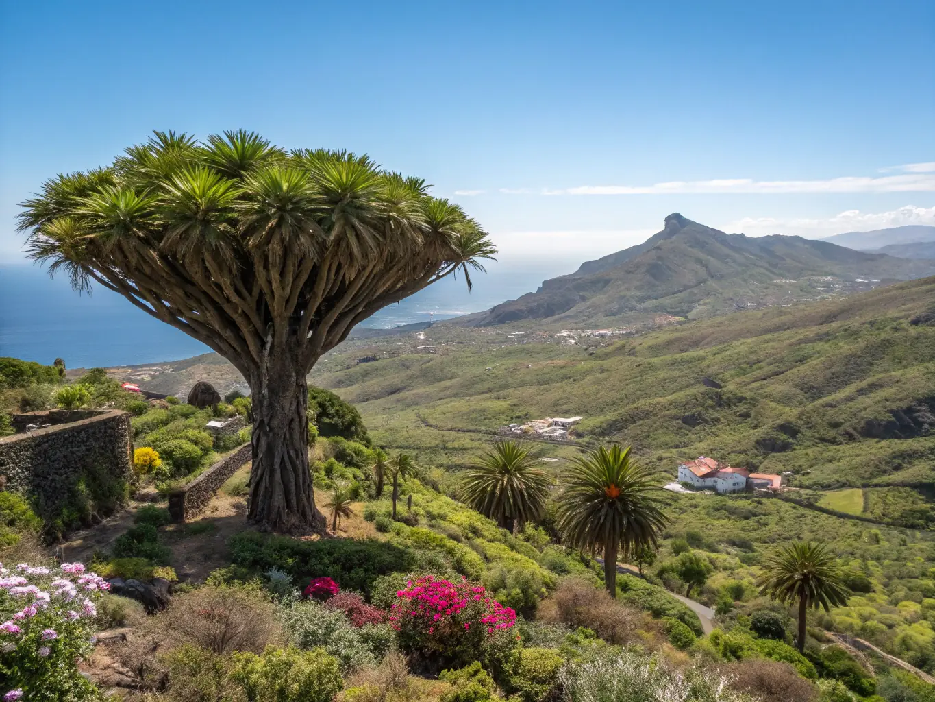 A picturesque view of Tenerife, Canary Islands, showcasing the Drago de Icod de los Vinos.